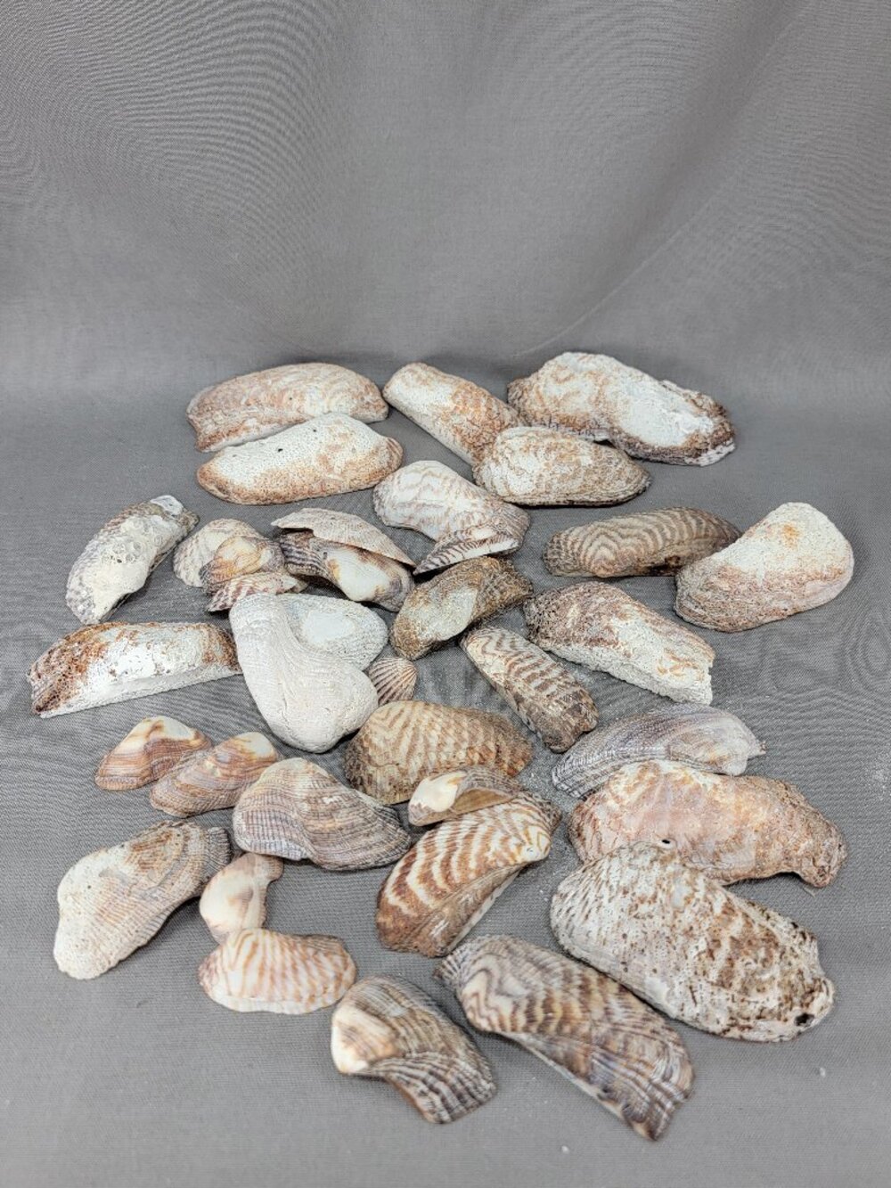 Florida Turkey Wing Seashell Shell Mixed Lot Beach Nautical Coastal Decor Crafts